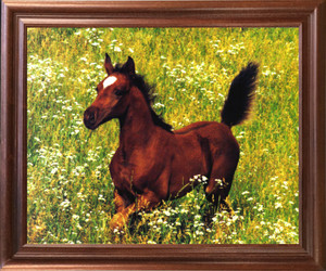 Impact Posters Gallery Running Arabian Horse Foal Wild Animal Wall Decor Mahogany Framed Picture Art Print (18x22) Impact Posters Gallery Running Arabian Horse Foal Wild Animal Wall Decor Mahogany Framed Picture Art Print (18x22)