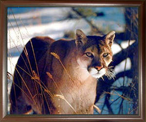 Mountain Lion Picture Framed Wild Cougar in Snow Wildlife Animal Mahogany Art Print Wall Decoration Poster Mountain Lion Picture Framed Wild Cougar in Snow Wildlife Animal Mahogany Art Print Wall Decoration Poster
