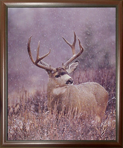 Wildlife Animal Framed Poster Wall Decor Mule Deer Antler Rack Mahogany Picture Art Print (20x24) Wildlife Animal Framed Poster Wall Decor Mule Deer Antler Rack Mahogany Picture Art Print (20x24)