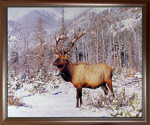 Impact Posters Gallery Big Bull Elk Antler Mountain Wildlife Animal Mahogany Art Print Framed Wall Decor Picture (20x24) Impact Posters Gallery Big Bull Elk Antler Mountain Wildlife Animal Mahogany Art Print Framed Wall Decor Picture (20x24)