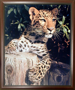 Impact Posters Gallery Big Cat Picture Framed Leopard (Panther, Jaguar) Wild Animal Mahogany Art Print Wall Decoration Poster Impact Posters Gallery Big Cat Picture Framed Leopard (Panther, Jaguar) Wild Animal Mahogany Art Print Wall Decoration Poster
