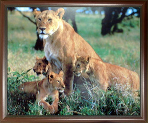 Impact Posters Gallery Lion Cubs with Mother Wild Animal Nature Wall Decor Mahogany Framed Art Print Picture Impact Posters Gallery Lion Cubs with Mother Wild Animal Nature Wall Decor Mahogany Framed Art Print Picture