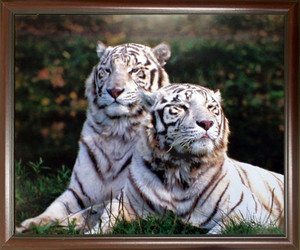 Impact Posters Gallery Wild Animal Framed Art Print Picture White Bengal Tiger Wildlife Mahogany Wall Decoration Poster Impact Posters Gallery Wild Animal Framed Art Print Picture White Bengal Tiger Wildlife Mahogany Wall Decoration Poster