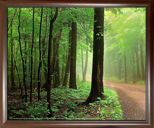 Forest Paths Framed Wall Decoration Door Bluff County Park Wisconsin Tree Scenery Mahogany Picture Art Print Poster (20x24) Forest Paths Framed Wall Decoration Door Bluff County Park Wisconsin Tree Scenery Mahogany Picture Art Print Poster (20x24)