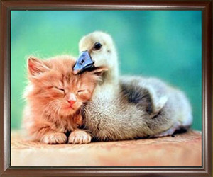 Cute Cat Framed Wall Home Decor Picture Duckling Friends Animal Mahogany Black Art Print (20x24) Cute Cat Framed Wall Home Decor Picture Duckling Friends Animal Mahogany Black Art Print (20x24)