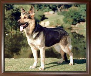 Impact Posters Gallery German Shepherd Dog Animal Mahogany Black Framed Wall Decoration Art Print Picture Poster Impact Posters Gallery German Shepherd Dog Animal Mahogany Black Framed Wall Decoration Art Print Picture Poster