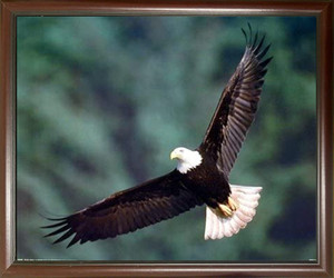 Impact Posters Gallery Bald Eagle Flying Bird Motivational Wildlife Animal Wall Decor Mahogany Black Framed Art Print Picture Impact Posters Gallery Bald Eagle Flying Bird Motivational Wildlife Animal Wall Decor Mahogany Black Framed Art Print Picture