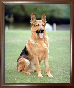 Impact Posters Gallery Framed Wall German Shepard Dog Animal Mahogany Black Picture Art Print Impact Posters Gallery Framed Wall German Shepard Dog Animal Mahogany Black Picture Art Print