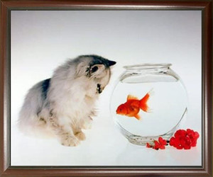Impact Posters Gallery Cute Cat and Goldfish Funny Kitten Kids Room Mahogany Black Framed Wall Decoration Picture Art Print Impact Posters Gallery Cute Cat and Goldfish Funny Kitten Kids Room Mahogany Black Framed Wall Decoration Picture Art Print