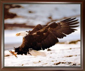 Impact Posters Gallery Bald Eagle Landing Wild Bird Home Decor Wall Decor Mahogany Black Framed Picture Art Print Impact Posters Gallery Bald Eagle Landing Wild Bird Home Decor Wall Decor Mahogany Black Framed Picture Art Print