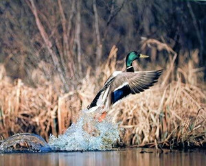 Wild Mallard Duck Flying Off Lake Bird Animal Wall Decor Art Print Poster (16x20) Wild Mallard Duck Flying Off Lake Bird Animal Wall Decor Art Print Poster (16x20)