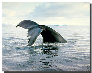 Humpback Whale Breaching Pictures Humpback Whale Breaching Pictures