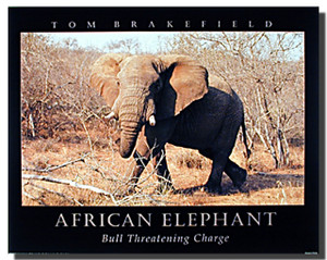 African Elephant Posters