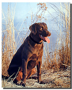 Chocolate Labrador Poster