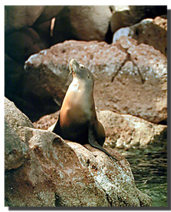 Sea Lion Posters Sea Lion Posters