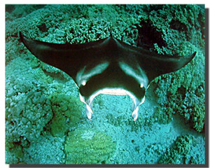 Manta Ray Poster Manta Ray Poster