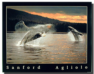 pictures of humpbacks pictures of humpbacks