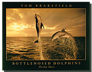 Bottlenose Dolphins Dance Posters Bottlenose Dolphins Dance Posters