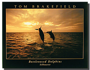 Bottlenose Dolphins Silhouettes Picture Bottlenose Dolphins Silhouettes Picture