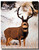 Mule Deer Buck Poster