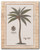 Vintage Palm Tree Fig 523 Tropical Wall Decor Art Print Poster (16x20)