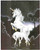 Mythical Unicorn White Horse Sue Dawe Moonwind Wall Art Print Poster (16x20)