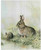 Cute Rabbit Animal in River Wall Decor Fine Art Print Poster (16x20)