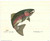 Coastal Rainbow Trout Fish Fine Art Print Poster (16x20)