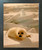 Cute Harp Seal in Snow Wild Animal Wall Decor Espresso Framed Picture Art Print (20x24)