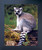 Ring Tailed Lemur Monkey Wild Animal Wall Decor Espresso Framed Picture Art Print (20x24)