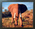 African Elephant Wildlife Animal Wall Decor Espresso Framed Picture Art Print (20x24)