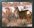 Large Mule Deer in Snow Wild Animal Hunting Wall Decor Espresso Framed Art Print Poster (18x24)