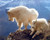 Pair of Mountain Goats glacier national park Animal Wall Decor Art Print Poster (16x20)