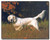 English Setter Dog Animal Wall Decor Art Print Poster (16x20)