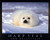 Cute Harp Seal in Snow Wild Animal Wall Decor Art Print Poster (16x20)