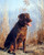 Chocolate Labrador Dog Cute Pet Animal Wall Decor Art Print Picture (8x10)