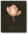 Pink Rose Flower Wall Decor Picture Floral Art Print Poster (16x20)