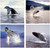 Ocean Wall Decor Humpback Whale Sea Underwater Animal Picture 16x20 Four Set Art Print Poster