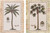  Wall Decor Pictures Art Print Tropical Palm Tree Vintage Fig 526 Contemporary 8x10 Two Set Poster