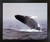 Impact Posters Gallery Jumping Humpback Whale Underwater Ocean Animal Black Framed Wall Decor Art Print Picture (18x22)