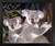 Wall Decor Picture Mother Koala and Cub Wildlife Animal Black Framed Art Print (18x22)