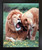 Impact Posters Gallery Lion with Cub Wild Animal Black Framed Wall Decor Art Print Picture (18x22)