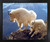 Framed Wall Decoration Pair of Mountain Goats glacier national park Animal Black Framed Art Print Picture (18x22)