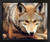 Impact Posters Gallery Red Wolf Face (Close-up) Wild Animal Wall Decor Black Framed Art Print Picture(18x22)