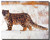 Leopard Poster