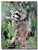 Raccoon on the tree Poster