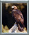 Impact Posters Gallery Golden Eagle Wildlife Animal Silver Art Print Framed Wall Decor Picture (20x24)
