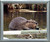 Impact Posters Gallery Beaver Wildlife Sea Animal Silver Art Print Picture Framed Wall Decoration (20x24)