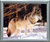 Impact Posters Gallery Grey Wolf in Snow Wildlife Animal Wall Decor Silver Framed Art Print Picture