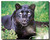 Black Leopard Poster
